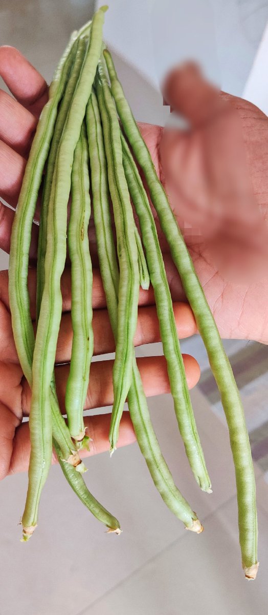 Deepika_chaudry's tweet photo. Today's #harvest of #longbeans from #kitchengarden in balcony. I compost kitchen waste in my house and use the compost to grow organic food. #MissionLiFE https://t.co/AZSJOqXm5a