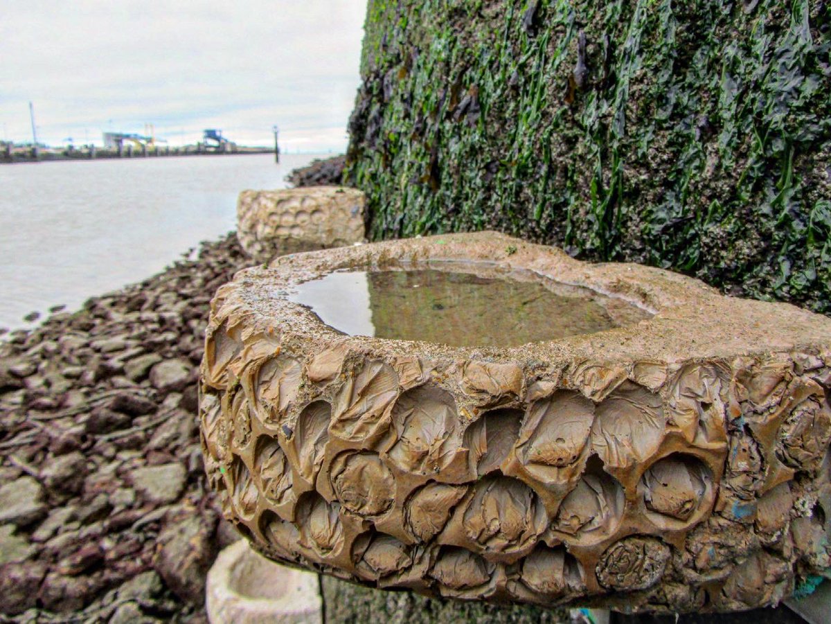 ArtecologyDept's tweet photo. Vertipools (artificial tide pools) deployed in France as part of the MARINEFF research project that has now come to and end. 2018 -2023.
Photos show the newly installed array, and the same Vertipools several months after installation. https://t.co/PUNd4FrSix