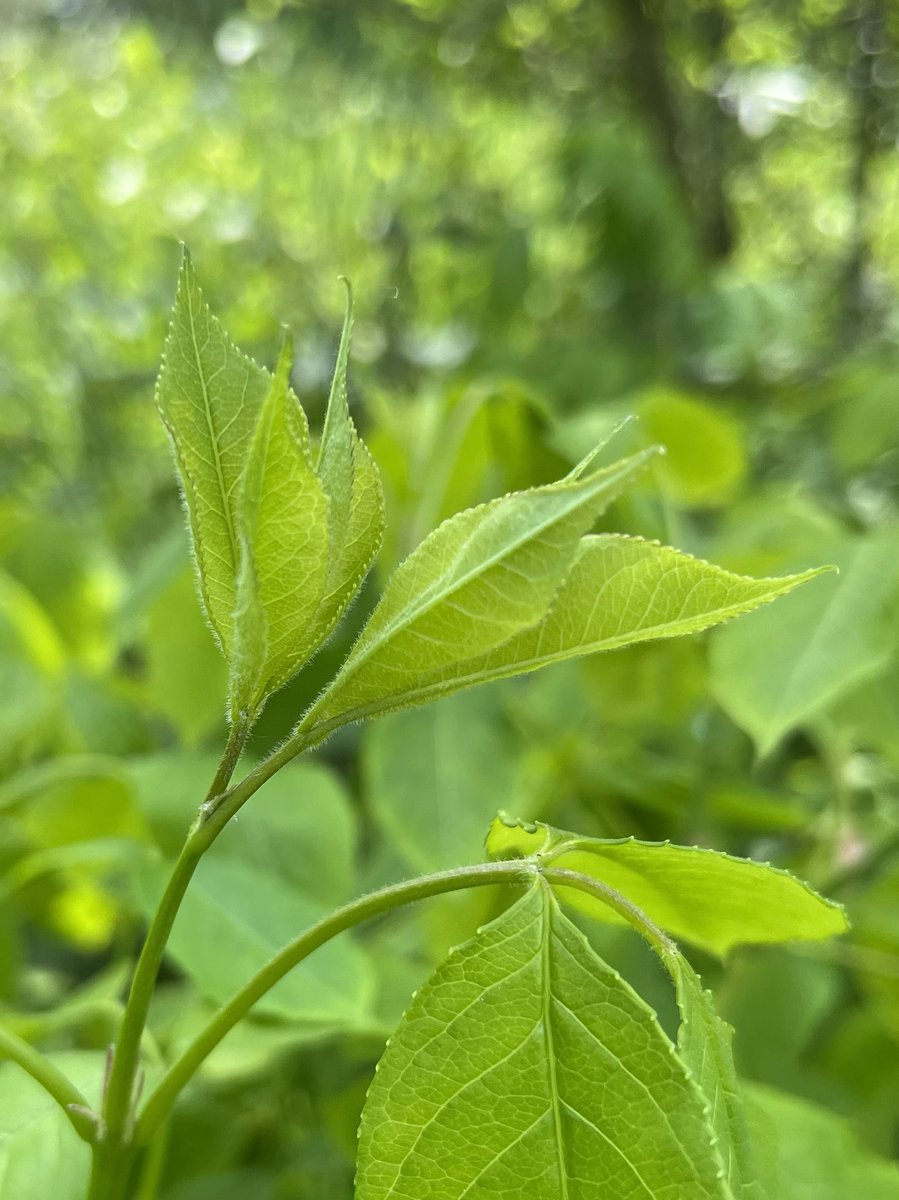 Staphylea sieboldi, Japanse pimpernoot. Knapperig jong blad met de smaak van erwtjes en groene asperge. #voedselbosketelbroek