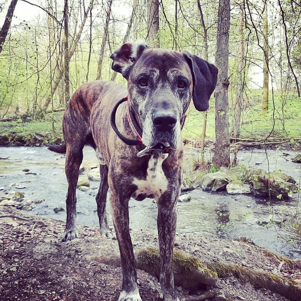 Rico 9.6.2012-24.5.2023
Mittwoch Nachmittag musste ich mit zerrissenem Herzen leider meinen geliebten Rico erlösen. Friedlich in meinen Armen ging er über die Regenbrücke. 🌈🐾 Du fehlst mir so sehr! 🖤 Irgendwann sehen wir uns wieder in den ewigen Jagdgründen.