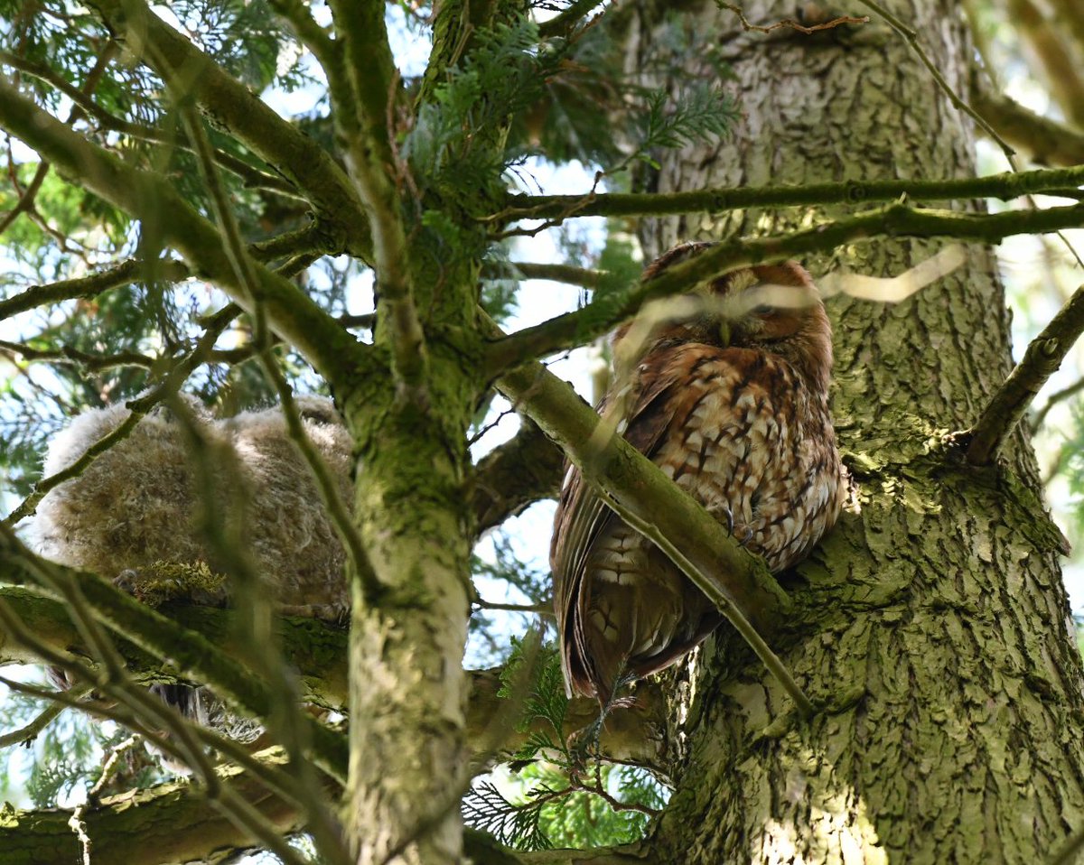 Tawny owls are fledging successfully, barns owls hopefully will follow shortly but the little owls that used to sit on every other telegraph pole at this time of year when I was a kid are extremely few and far between.