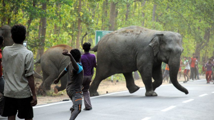 ChrisSand20's tweet photo. The world needs to pay attention to the ecological decimation unfolding in India, as it houses 18% of the world’s human population. Every nation is interconnected @byadavbjp @narendramodi @Naveen_Odisha @HenrySmithUK #SaveElephantHabitat #WakeUpIndia 🇮🇳 https://t.co/aJozUGCxNl