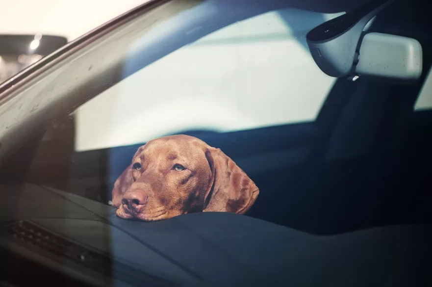 shepherd_lovers's tweet photo. Can we leave dogs in the car? It is our responsibility as ethical pet owners to prioritize the safety and happiness of our loved canines. One recurring issue is the topic of how long we can leave our dogs in a car unsupervised.

https://t.co/zyQ5rCxbzU https://t.co/lo0ounofaX