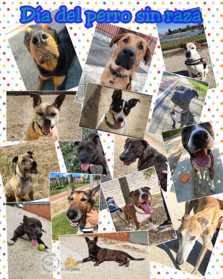DÍA DEL PERRO SIN RAZA🐶🥳

Hoy se quiere  concienciar sobre la cantidad de perros abandonados o en espera de encontrar a su familia. Todos merecen un hogar donde sentirse seguros y queridos sin que importen sus características físicas.

Algunos de ellos están aquí reflejados❤