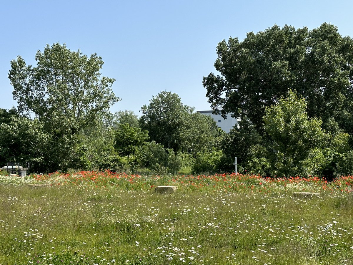 PeterRippl's tweet photo. Die #FreieMitte am #Nordbahnhof ist gerade wunderschön! Schaut euch das an, ein Erlebnis. https://t.co/dOkoh2VHyv