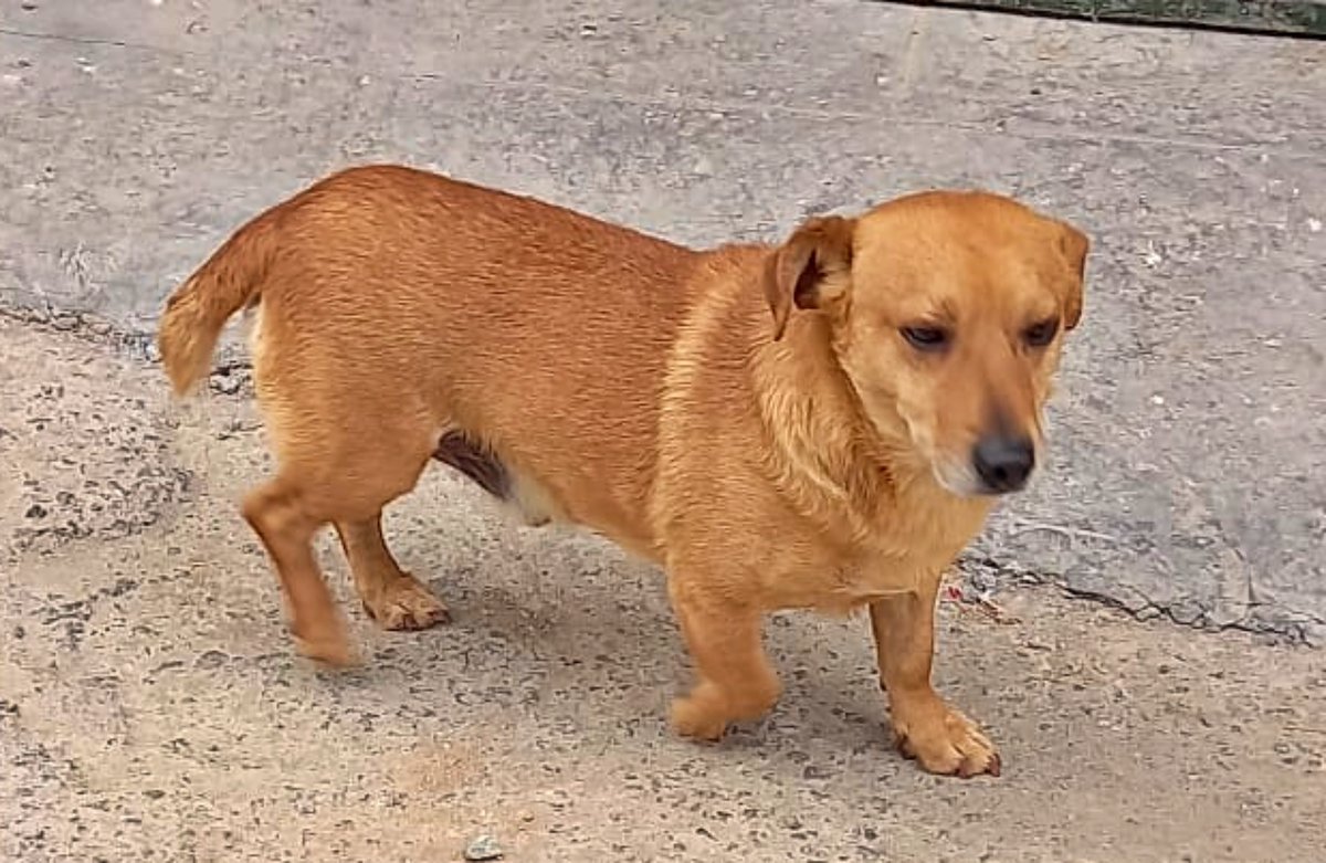 🚩Por desgracia hay veces que la vida es demasiado injusta...

Estos perritos están en #GRANADA.
Uno tiene 8 añitos y el otro 4. Adoran a su papá humano y su papá los ama a ellos.

Por desgracia el señor padece un cáncer de pulmón y le han dado dos meses de vida. 😣
El hombre