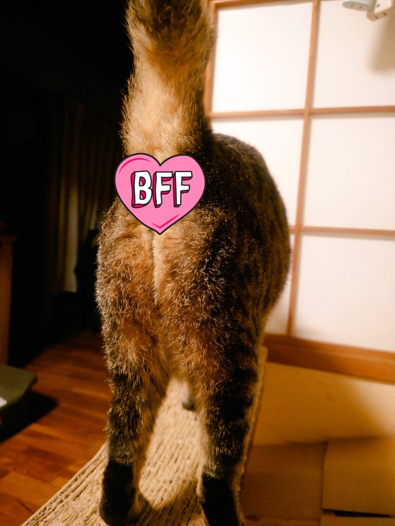 #猫 #猫がいる幸せ #猫写真