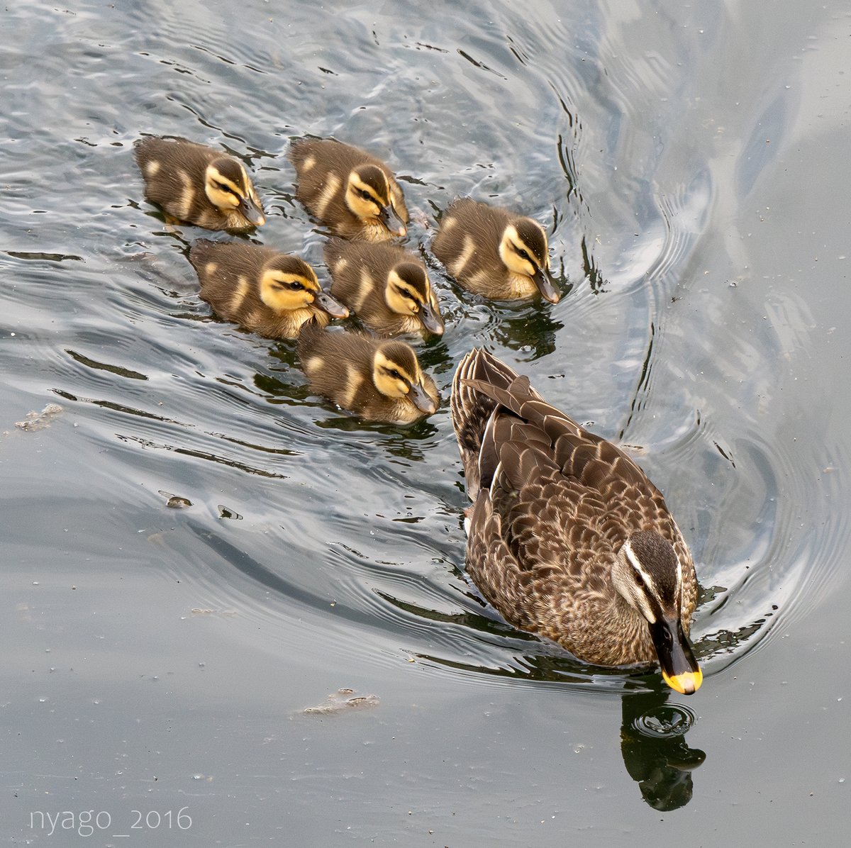 さっき近所の川にいた #カルガモ さん #家族 ♪
#SpotBilledDuck #チビガモ #子ガモ #ファミリー #カモ #鴨 #duck #鳥 #野鳥 #bird #wildbird