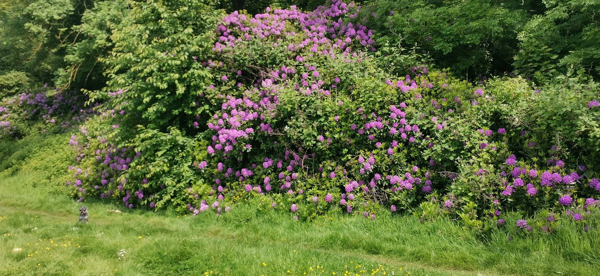 CatrinPJ's tweet photo. Spot the dog 🐶 She's there somewhere! #miniatureschnauzer #rhodedendron #BlackweirFields https://t.co/f3omexJKu8