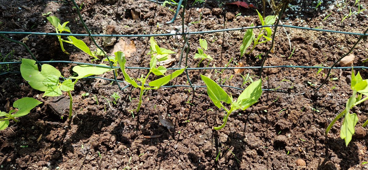 remcokalv's tweet photo. Weer lekker aan de hobby.#moestuin #ineigentuin https://t.co/8dNb7jsAIb