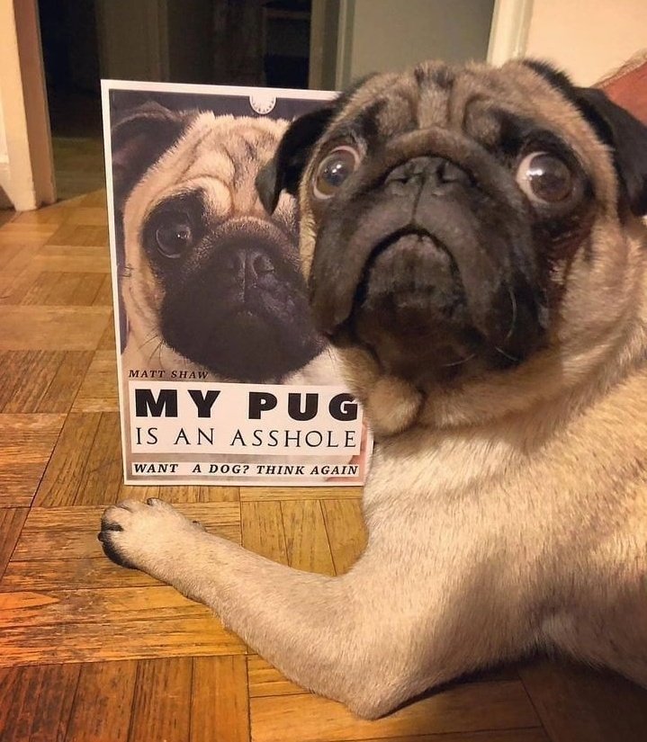 pug_owners1's tweet photo. So cute 🥰❤️ https://t.co/BYBzkznxu1