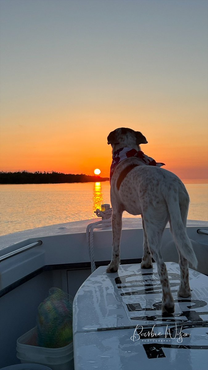 #keywest #sunrise #Doritheadoriable approved! What's not to love? 🐾☀️🌊🫶🏻