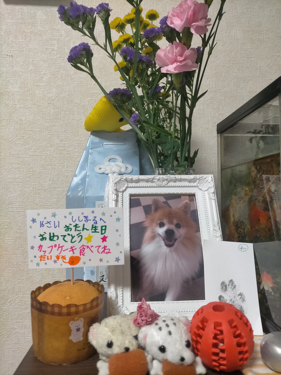 Kayo47027744's tweet photo. ししまる㊗️16才のお誕生日おめでとう🎂天国で賑やかにパーティーしてるかな☺️
  #16才  #一緒にお祝いしたかったな #ずっと大好き https://t.co/HkoQttpKJm