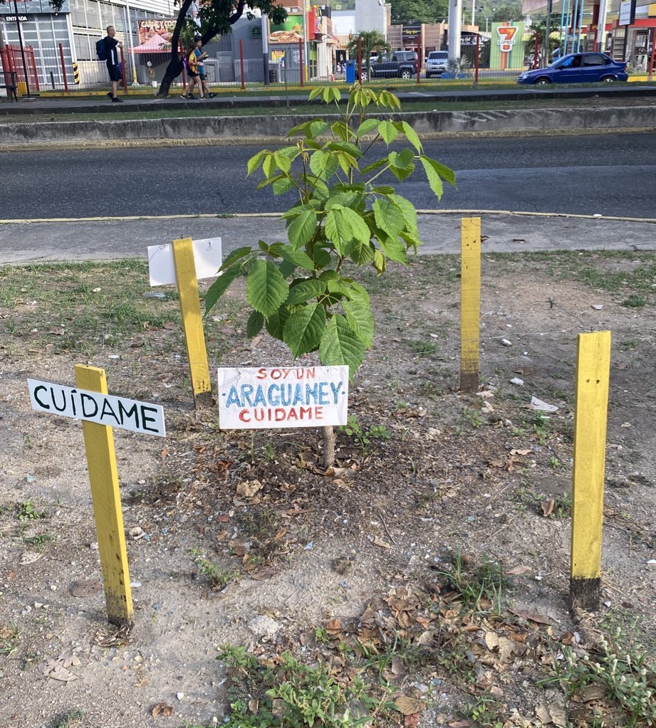 #DiaNacionalDelArbol #Araguaney #Maracay 🌳🇻🇪