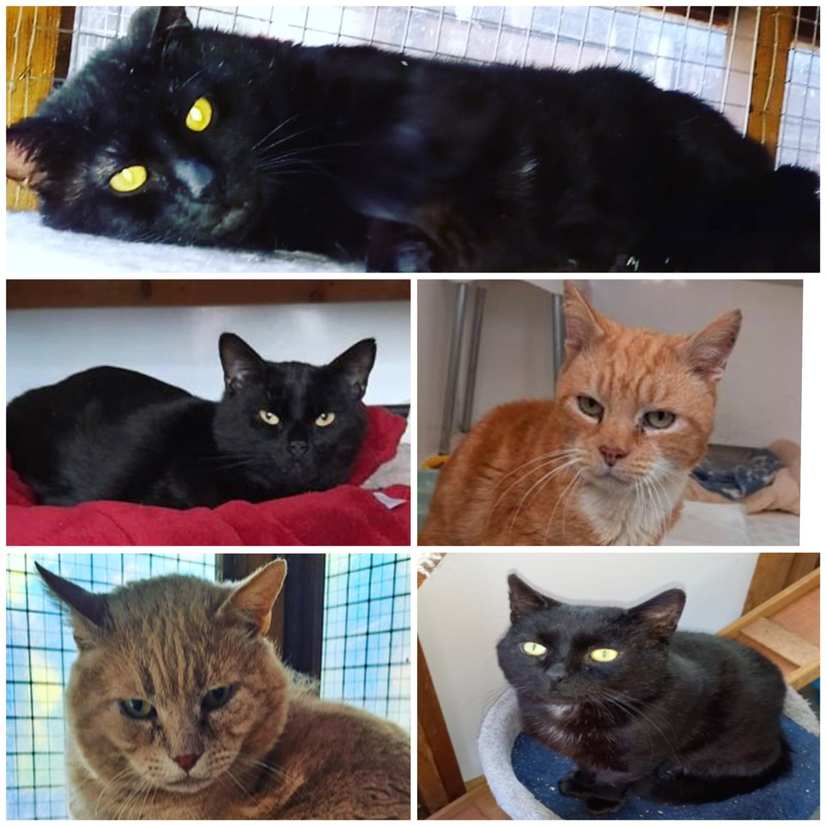 5 beautiful boys, all long-term strays, 2 with #FIV, now safe & looking for homes. Please #Neuter and #Vaccinate your #cats, as they all deserve loving, safe homes. Find out more about these boys >> rb.gy/tkojk #AdoptDontShop #CatsProtection