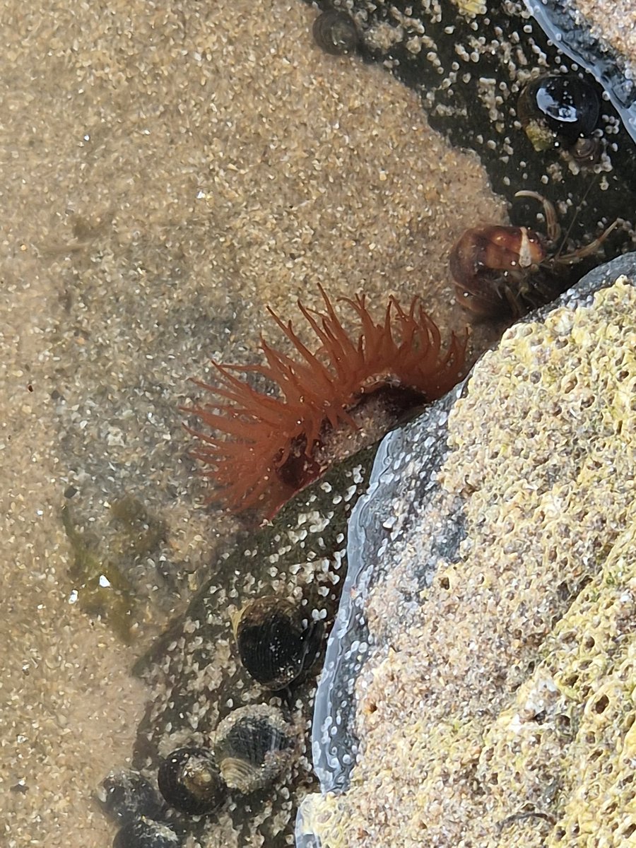 A Sea Anemone and a Hermit Crab just chilling side by side in a rock pool.  Spotted on a beach in North Berwick #SeaAnemone #HermitCrab #UnderwaterLife #OceanLife #SeaCreatures #VisitScotland