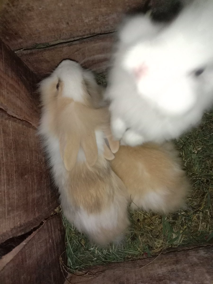 ciijebby's tweet photo. hloOow🐰 https://t.co/XyRfhHwhFP