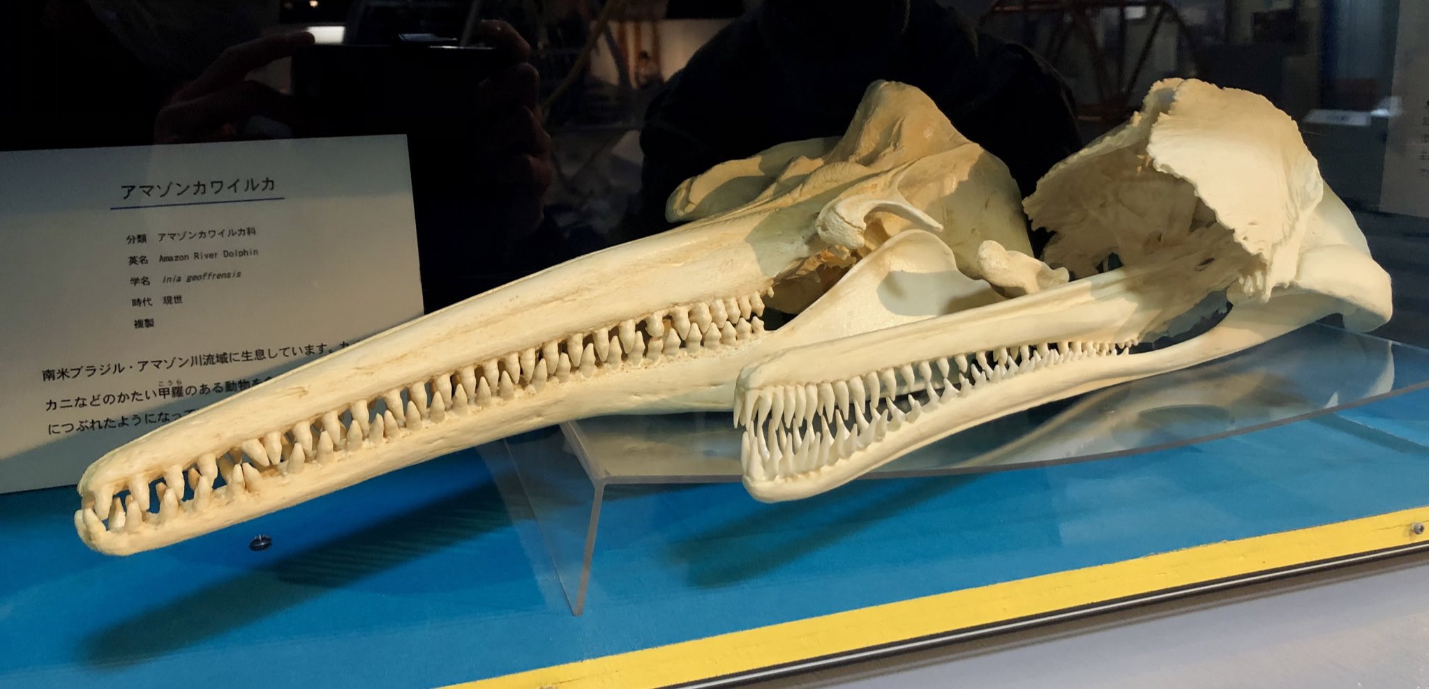 Killer Whale Lab. シャチラボ on X: 