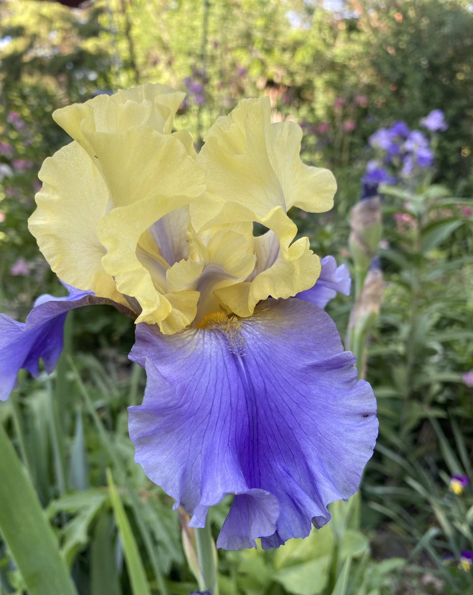 Iris “Edith Wolford” blooming on a warm spring day.  #iris #flowerphotography #flower #gardenphotography #irises #Flowers #Iris #edithwolford