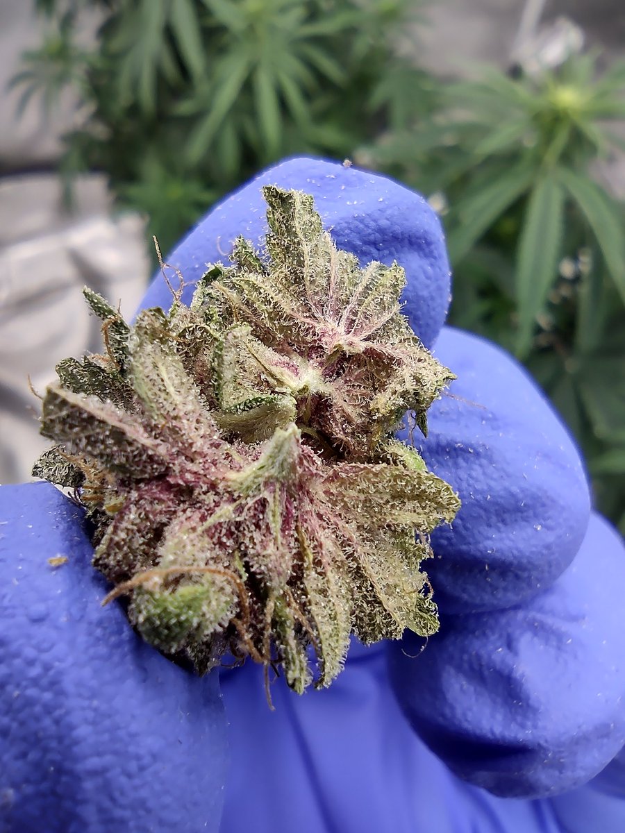 So purple 💜 #Weedmob #cannabisculture #weedsmokers #CannabisCommunity #growyourown #Medical #medicine #cannabis #420Life #drgeeen #drgreenthumb #greenthumb #WeedLovers #Weedgrowers #WeedLife
