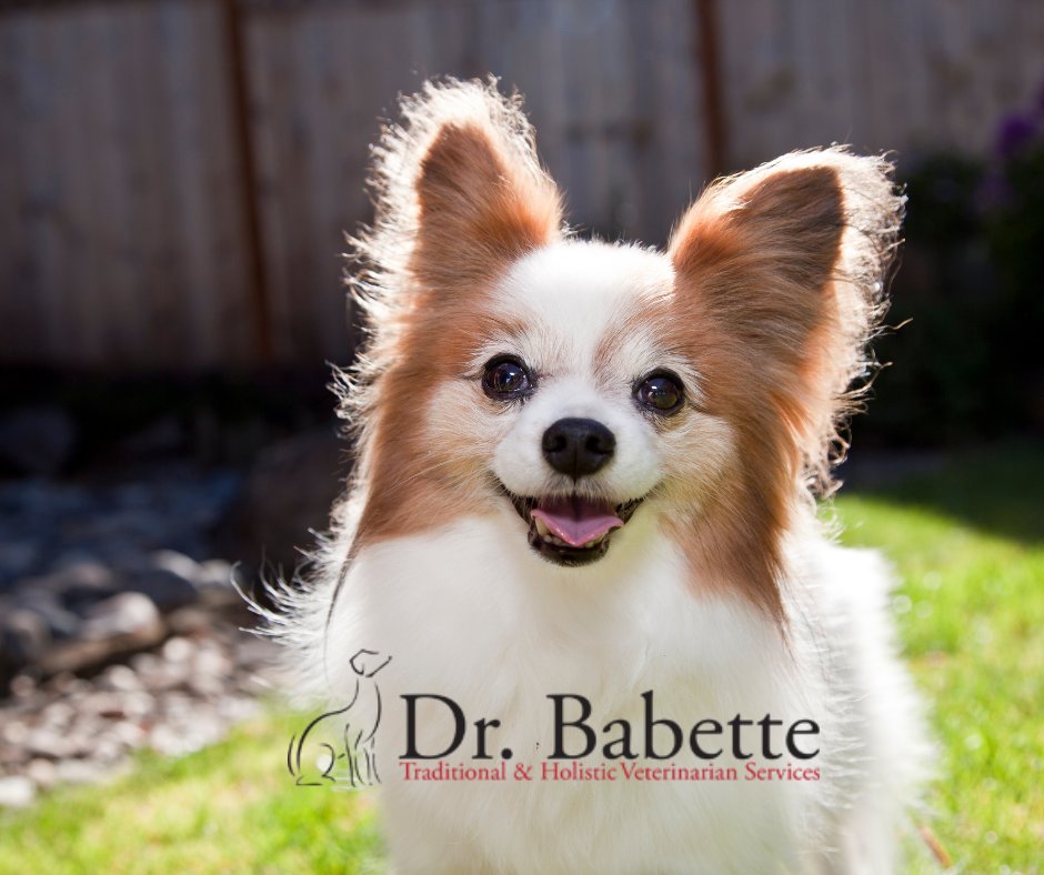 Please check out our website we have some amazing products!  bit.ly/3uuBGeq

“This home is filled with love and dog hair.” — Unknown

#veterinarymedicine #dog #regerativemedicine #rehabmedicine #healthcare #medicalservice #holistichealth #holisticvetcare  #veterinarian