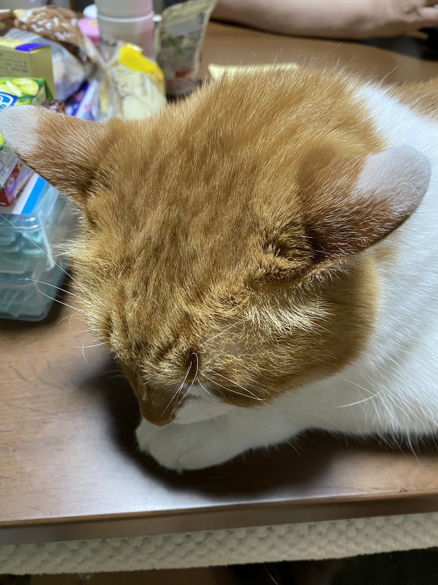 今週末は留守にしてる

時間が長かったので、

すっかり甘えん坊〜😄