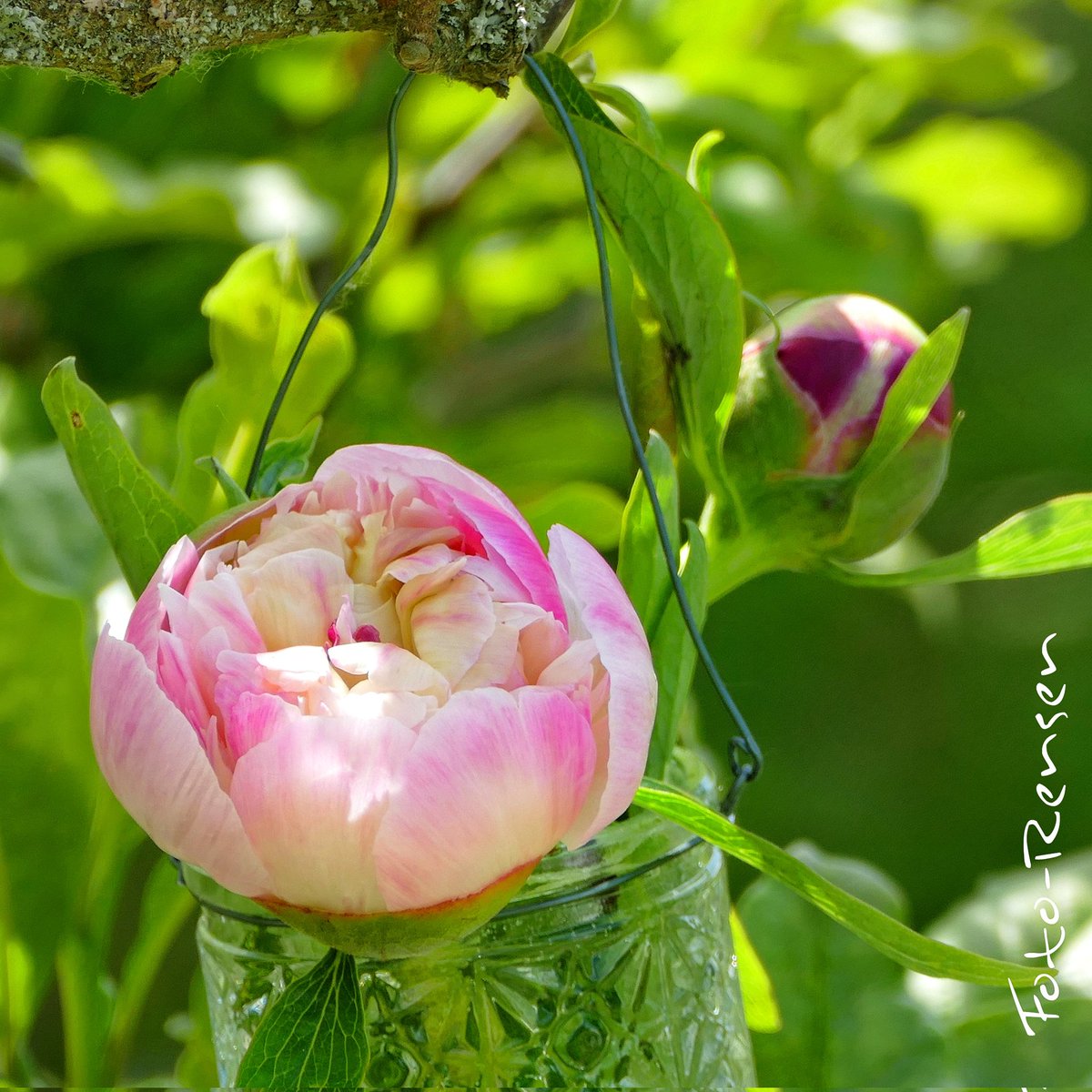 Allen Kunden, Freunden & Familie Frohe Pfingsten! #profifotograf #fotorensen #pfingsten #pfingstrose #seesen #frühling #hochzeitsfotografie #passbilder #bewerbungsfoto #drohnenfotografie #copyshop #bildauffrischung #bildvombild #fotos #fotogeschenke #fotoleinwand #fotobanner