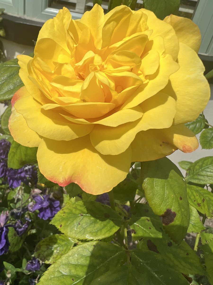 griefwave's tweet photo. Today the rose we brought from our family home bloomed... &amp; we had white butterflies, a robin and a white feather on our walk. All of this fills my soul because it feels like my mum is around me. ❤️ https://t.co/3sIbYXkSFg