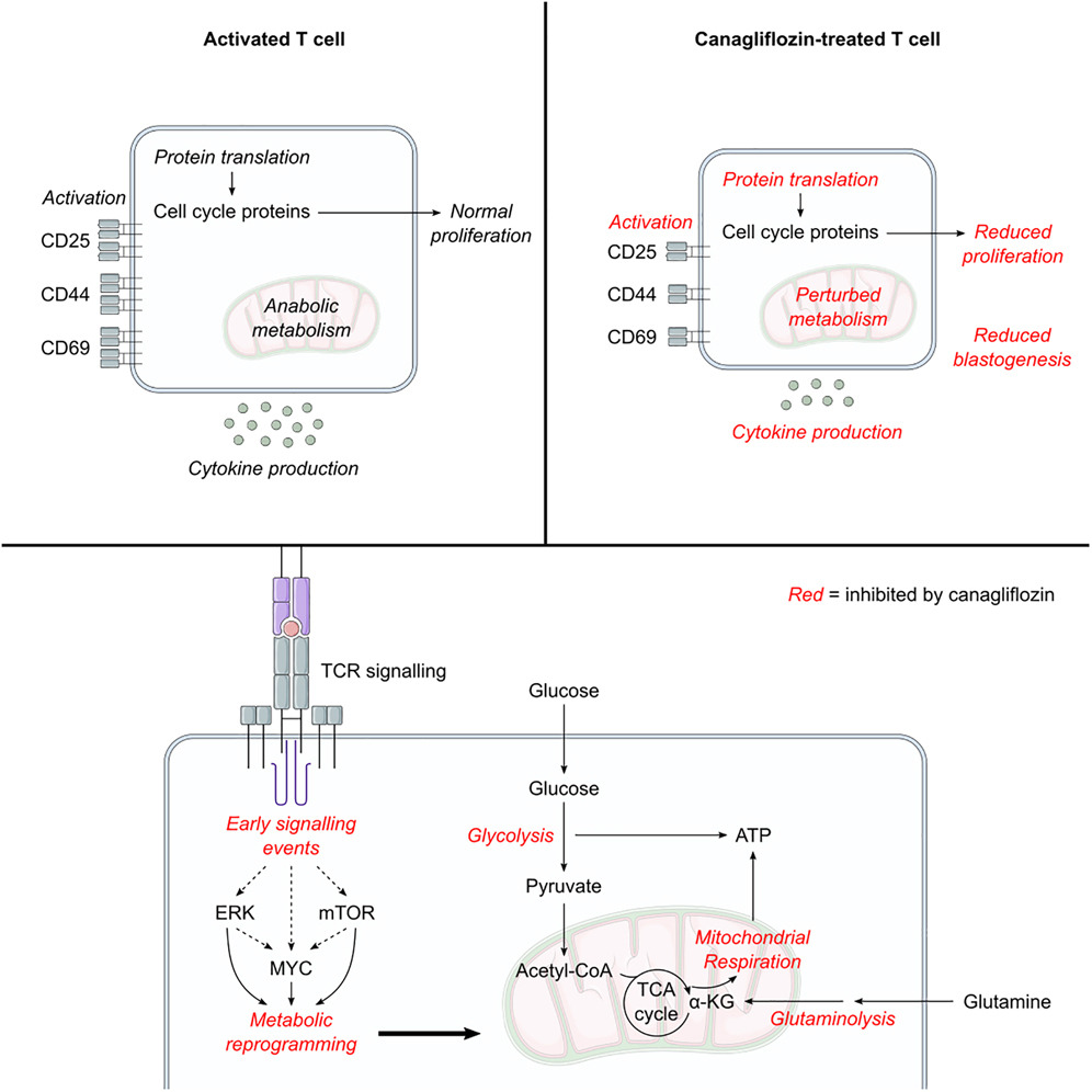 Dylan Ryan (@ryanlab_mbu) on Twitter photo 🚨Last weeks #immunometabolism discoveries <a href="/Bims_BiomedNews/">Bims: Biomed News</a> ⬇️⬇️⬇️
biomed.news/bims-imicid/20…
Highlight:
Canagliflozin, a sodium glucose co-transporter 2 (SGLT2) inhibitor, impairs T cell effector function
AND more inside! 🚨Last weeks #immunometabolism discoveries <a href="/Bims_BiomedNews/">Bims: Biomed News</a> ⬇️⬇️⬇️
biomed.news/bims-imicid/20…
Highlight:
Canagliflozin, a sodium glucose co-transporter 2 (SGLT2) inhibitor, impairs T cell effector function
AND more inside!