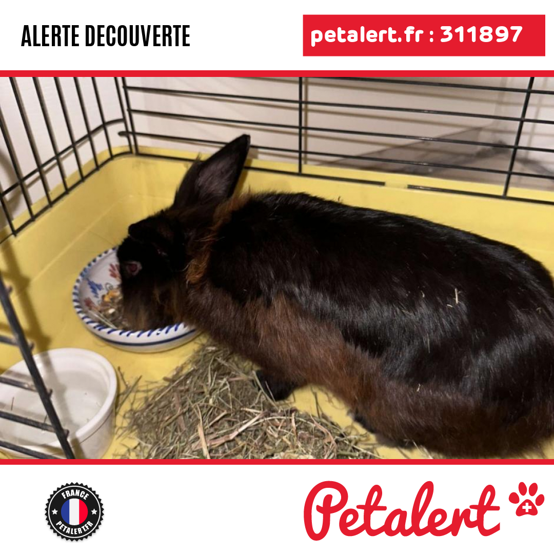 petalert_france's tweet photo. Trouvé #Lapin #PyreneesOrientales #Canohes #Petalert #PetAlert66 / https://t.co/in5NtfmzFA https://t.co/zi7SZQsnmi