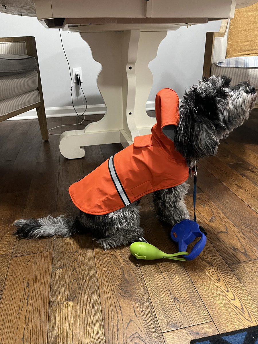@MsLPrimary Absolutely love our cavapoo, Hank, here with his road construction guy jacket. Very clever, easy to train, affectionate.
