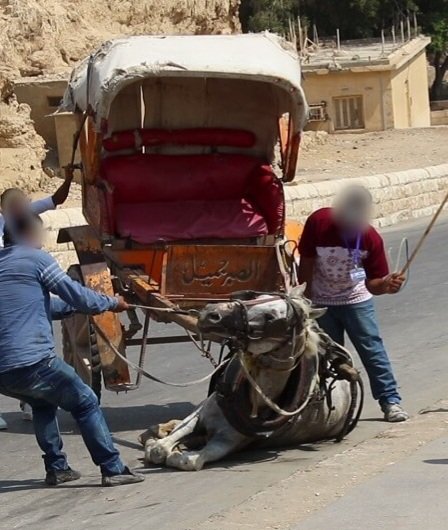 VUE ENVOYEE PAR PETA. CE CHEVAL ÉPUISÉ REÇOIT DES COUPS POUR SE RELEVER ET CERTAINEMENT RETOMBERA SI VOUS PAYEZ CES SALAUDS QUI FONT VIVRE A CES CHEVAUX L'ENFER C' EST QUE VOUS ÊTES EGALEMENT DES SALAUDS ET CROYEZ- MOI LA FAMEUSE ÉPÉE DE DAMOCLES EST POUR VOUS FAITES ATTENTION👹