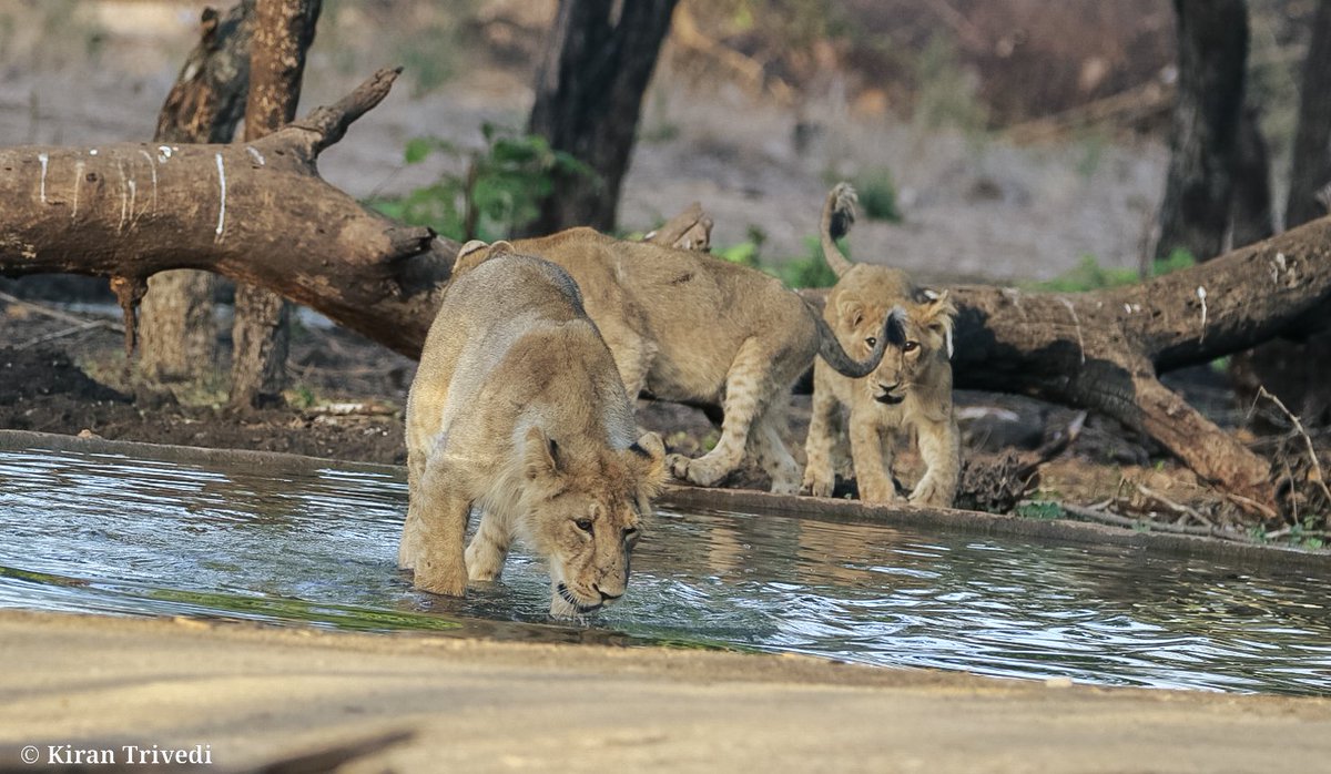 Summer ☀️ 

Asiatic Lion 

Photographed in #GirNationalPark May 2023
.
.
.
#NatGeoYourLens #YourLens #CaptureOnCanon #canon_official #canonofficialindia #CanonEdge #canonasia #canon100400ii #canon7dmarkii #sonybbcearth #EarthCapture #natgeotravelindia #netgeoasia #natgeoyourshot