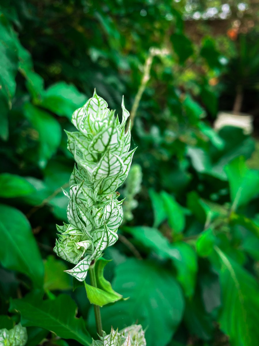 Plants in the garden #phonephotography #plants #plantsofinstagram