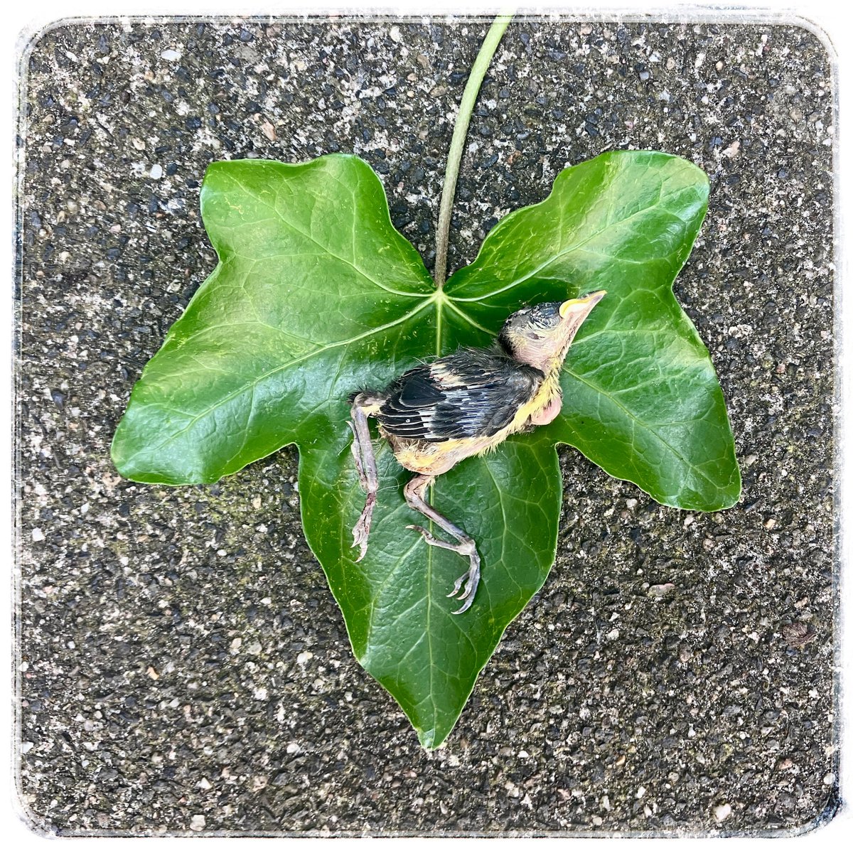 #silentspring

Beide ouders #koolmees vliegen sporadisch aan. Met van die ieniemienie prooitjes. Kennelijk moeten ze er lang naar zoeken en/of ver voor vliegen. Het ene na het andere jong valt dood om in de kast. Om te huilen werkelijk... het gaat echt flink mis in onze #natuur!!