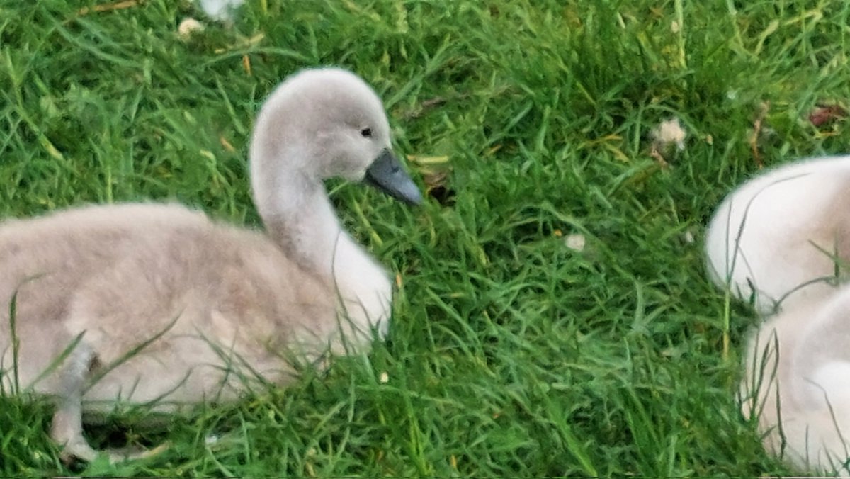 This Morning early stroll was nice to see all 9 #Cygnets still there.
#swanwatch #dundee