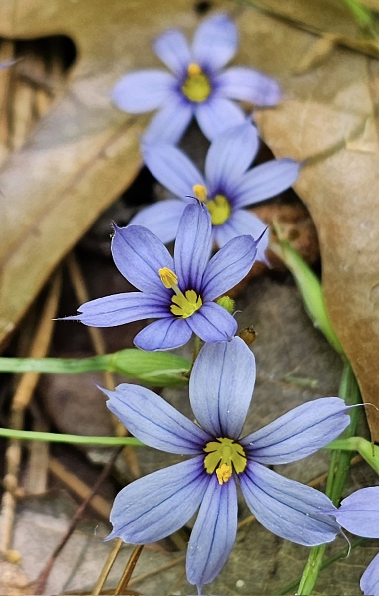 Blue Eyed grass of the  Sisyrinchium genus, a humble member of the Iridaceae, sister to the Iris
In #NJ
 #FlowerReport