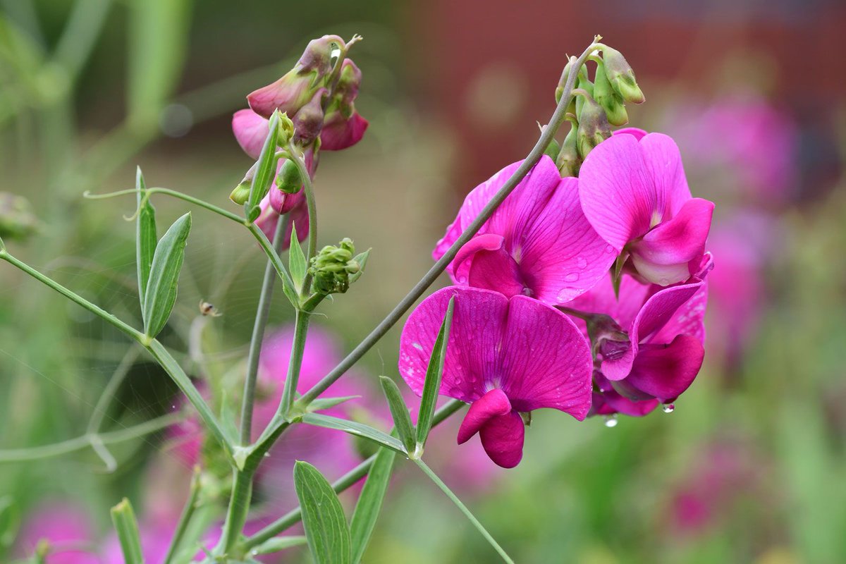 #FlowerReport Sweet Pea