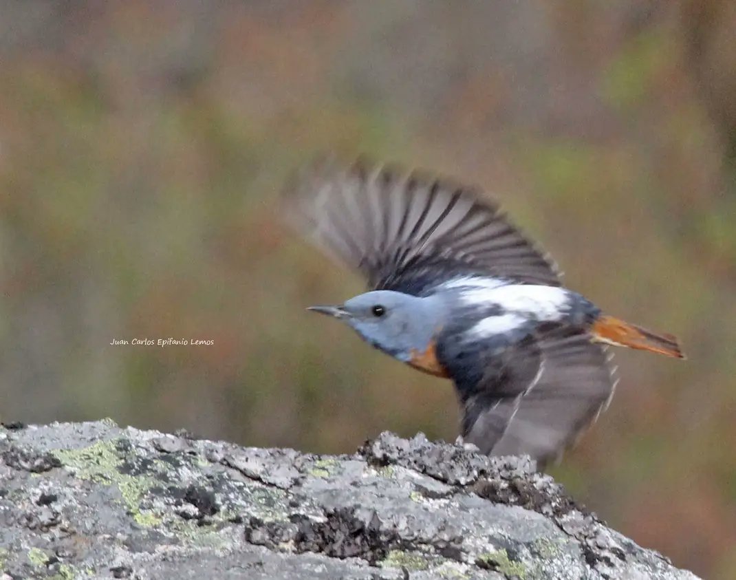 Merlo rubio,habitante das alturas...
Monticola saxatilis.
JC Epifanio.