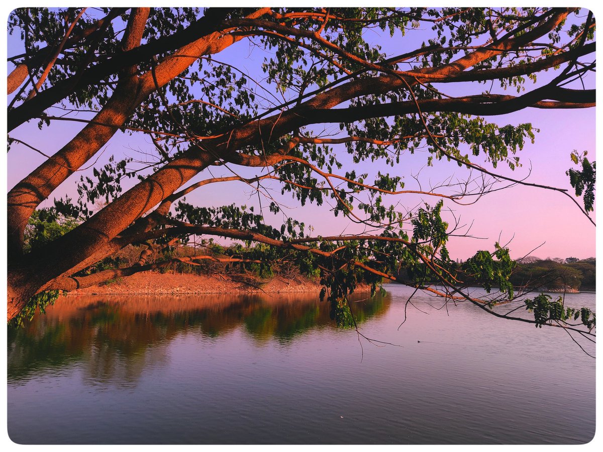 Evenings by the lake 🚶✨📸 #ShotOnOnePlus