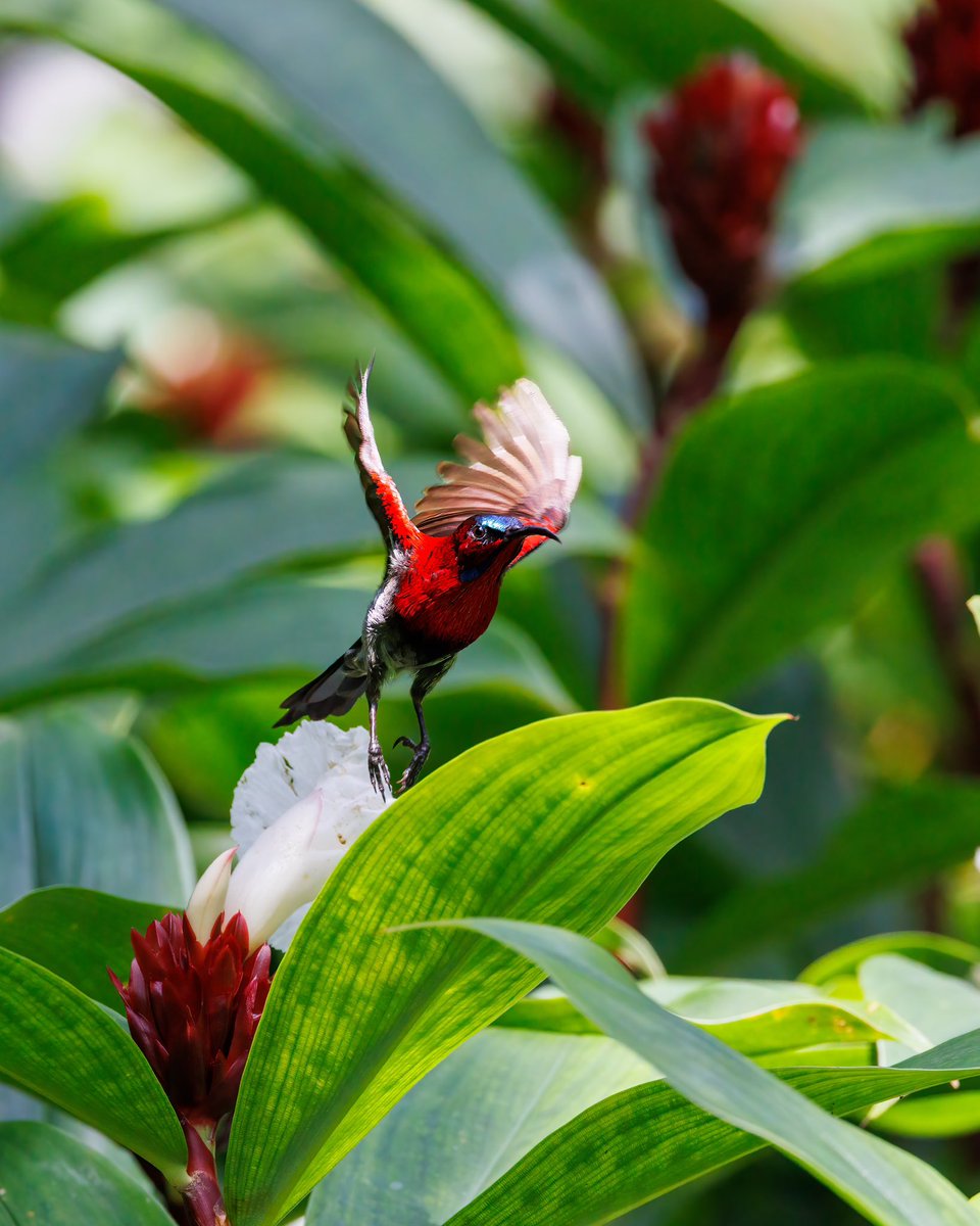 My entry for #VIBGYORinNature - a Vigor’s sunbird in flight. #IndiAves 
#BirdsinFlight #vigorssunbird #CapturedOnCanon #BirdsOfIndia #BirdsOfTwitter #BirdsSeenIn2023 #birdphotography #TwitterNatureCommunity #BBCEarthPOTD