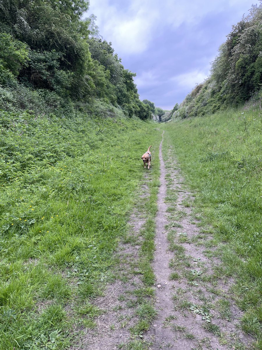 Early evening stroll for me and Lucca, Ben’s ES dog.