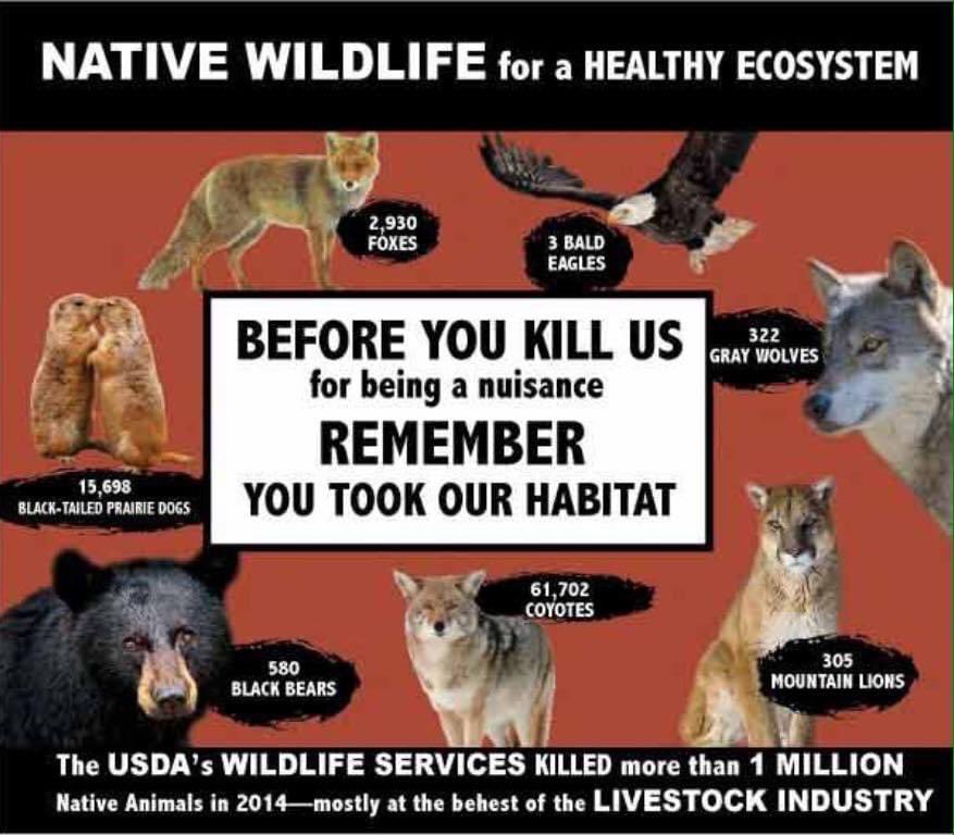 Here is a sampling of the end result: globally, we are down to less than 4% of mammalian wildlife biomass left on earth; “the” reason 4 #climateCrisis . We began this destruction 70k yrs ago. Go #vegan / #compassion / #evolve