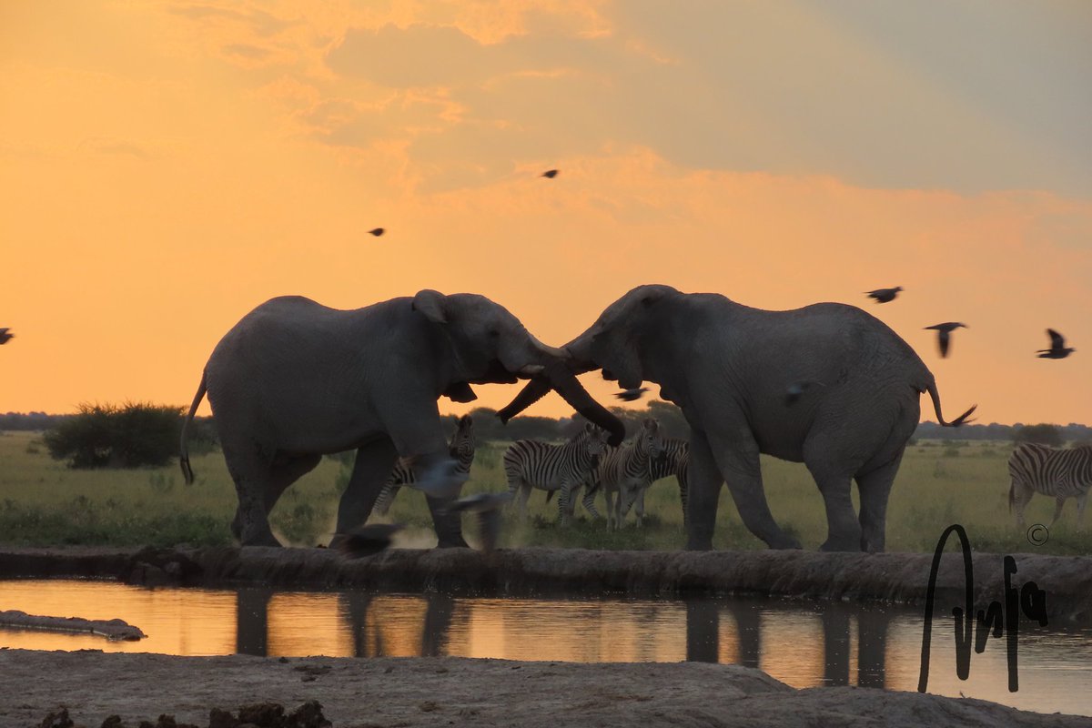 Greetings #photography #nature #wildlife #outdoors #elephants #zebras #birds #travel #safari #NxaiPan #Botswana #Africa #MagicalBotswana