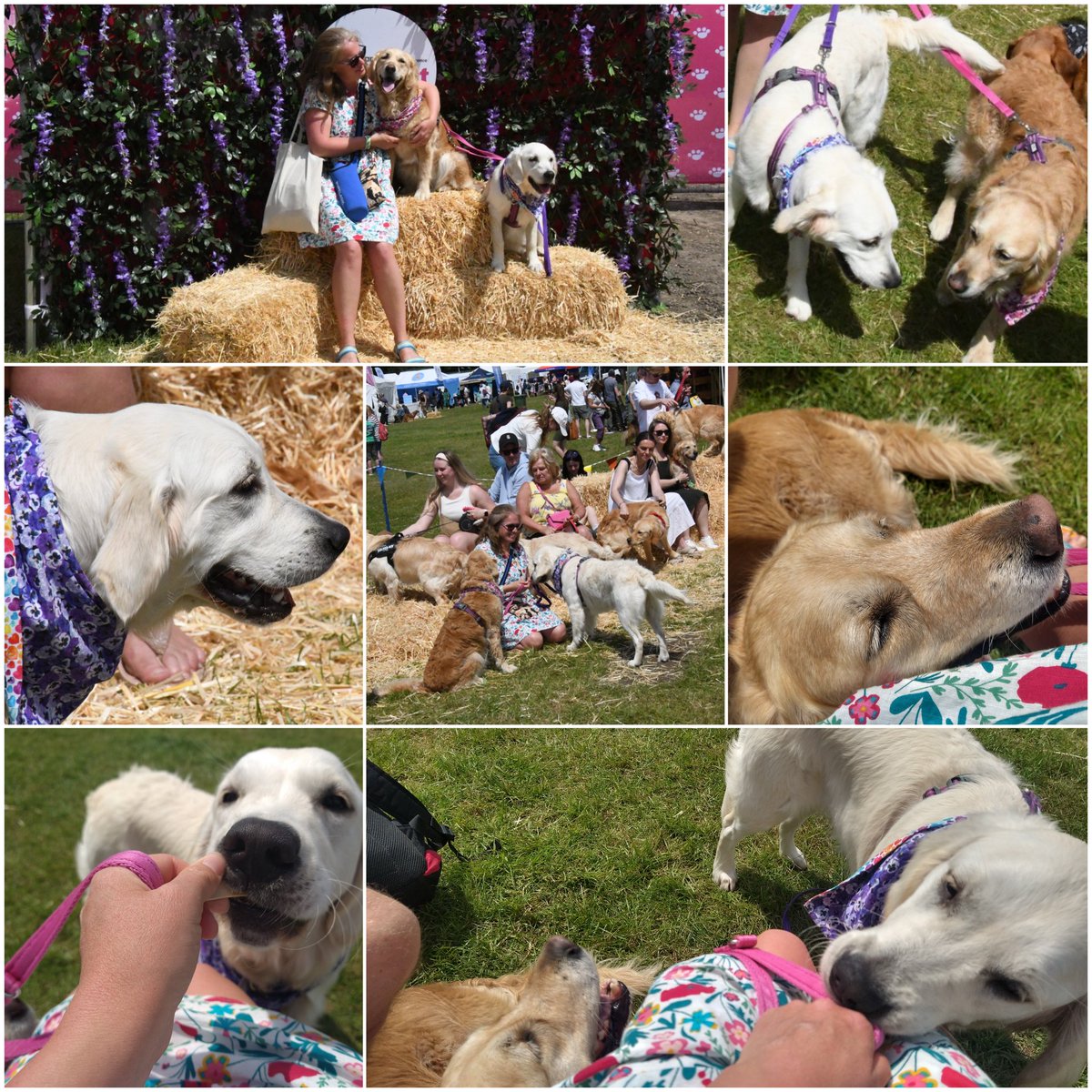 #Dogfest 2023 Loseley Park! We had a great day, it got very warm! Niamh and Martha absolutely loved it 🥰