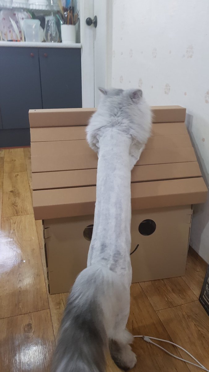 1che2pong's tweet photo. 면봉두 뒷면

(인용) 앞면 https://t.co/RJaffLe4lw
