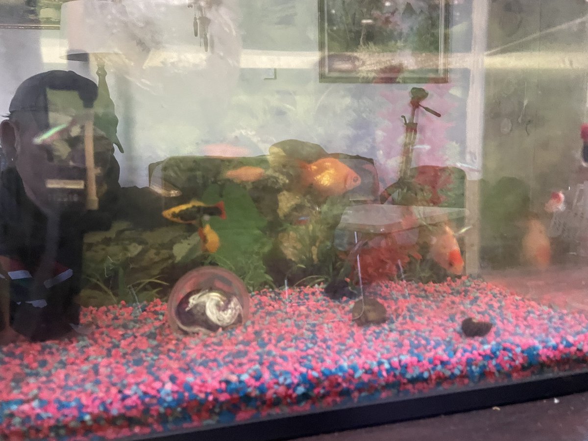 TjoLoLo7's tweet photo. “ed” #thesouthafricanabroad 28 May 2023 
Spent a small fortune but I love this.

I added 6 Cardinal Tetras fish 🐟 and 2 Apple snails 🐌 to the fish tank today.
Thank you for your advice @CD_Musgrave 
on the snails 🐌 

#KeepingFish 
#CardinalTetras 
#AppleSnails https://t.co/3RwrNI5Ibq