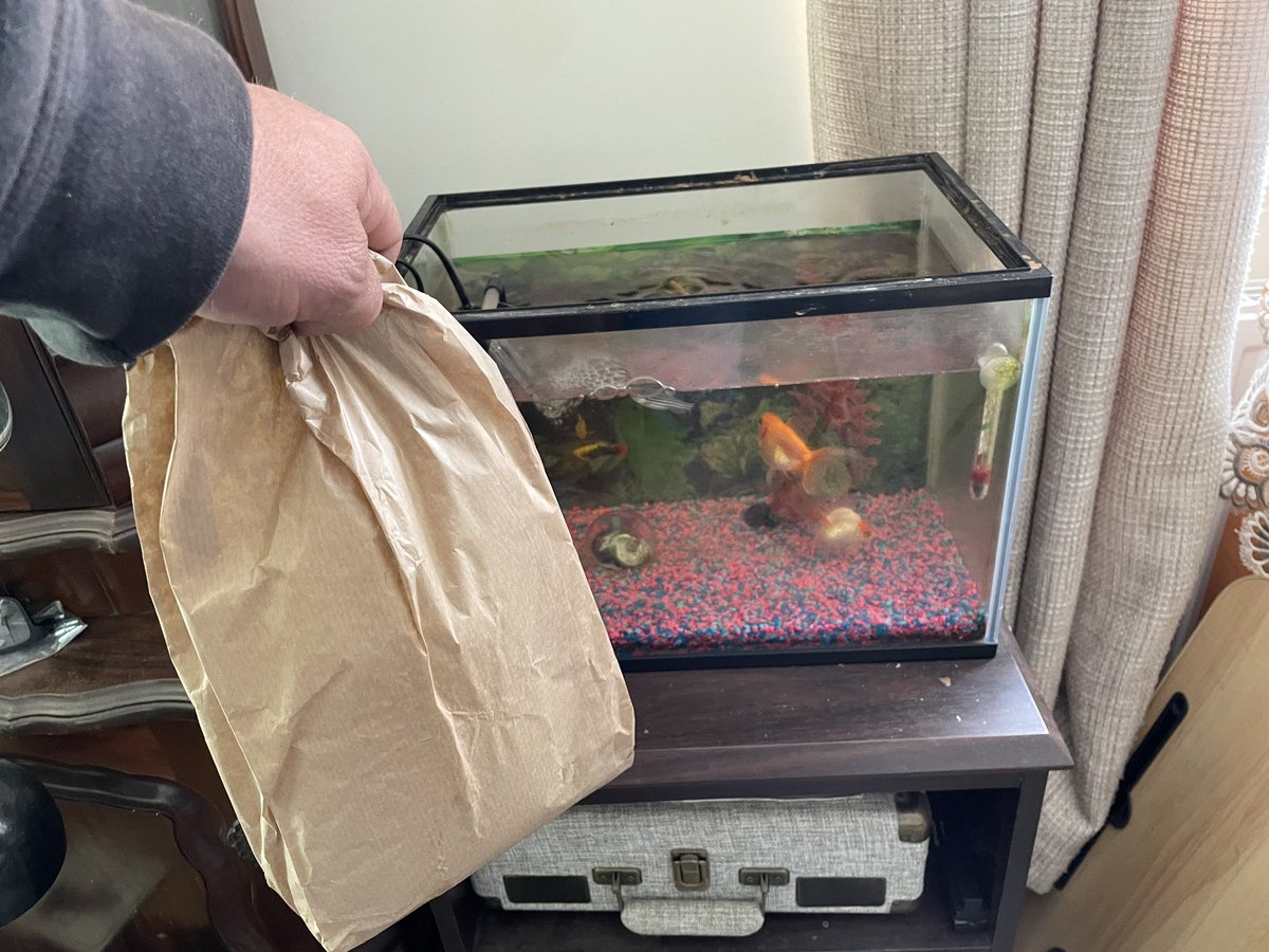 TjoLoLo7's tweet photo. “ed” #thesouthafricanabroad 28 May 2023 
Spent a small fortune but I love this.

I added 6 Cardinal Tetras fish 🐟 and 2 Apple snails 🐌 to the fish tank today.
Thank you for your advice @CD_Musgrave 
on the snails 🐌 

#KeepingFish 
#CardinalTetras 
#AppleSnails https://t.co/3RwrNI5Ibq
