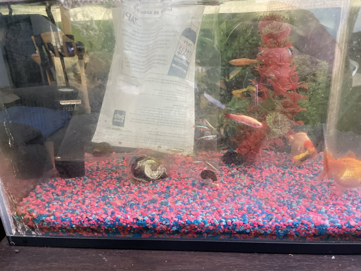 TjoLoLo7's tweet photo. “ed” #thesouthafricanabroad 28 May 2023 
Spent a small fortune but I love this.

I added 6 Cardinal Tetras fish 🐟 and 2 Apple snails 🐌 to the fish tank today.
Thank you for your advice @CD_Musgrave 
on the snails 🐌 

#KeepingFish 
#CardinalTetras 
#AppleSnails https://t.co/3RwrNI5Ibq