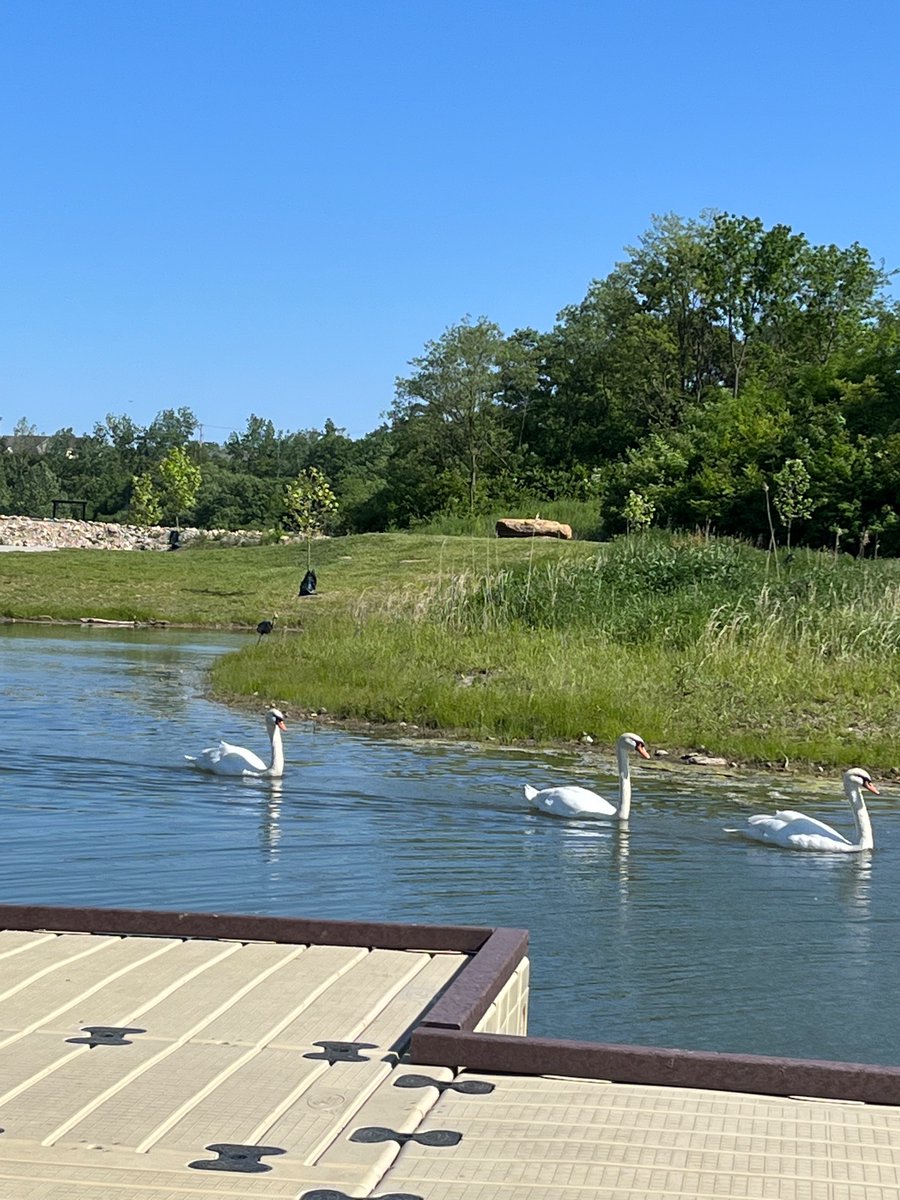 Happy #BlackBirdersWeek, everyone! 

I’m Joelle J., a sustainability social scientist and ✨introverted✨ birder from Denver, Colorado (currently in Ohio for graduate school). Have a great week! 

#BlackBirdersWeek2023 #BBW23RollCall